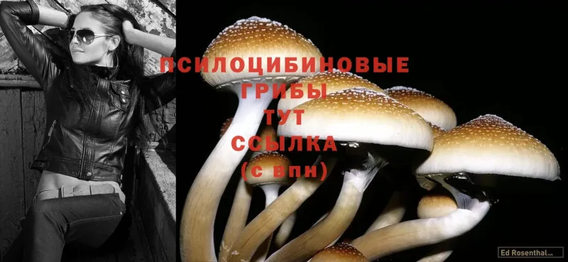 Галлюциногенные грибы Psilocybe Калининец