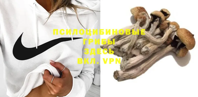 Галлюциногенные грибы Psilocybine cubensis  Калининец 